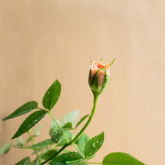 Single pink rose on beige background. Flower bud close up, copy space.