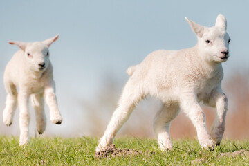 Newborn lambs play with each other in the meadow