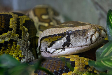 Closeup of a Burmese Python laying on a rock.