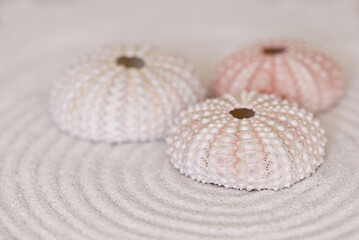 Zen Style Sea Urchin Still Life
