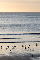A group of small birds on a black beach during sunset. The photo is taken in Akranes in Iceland.