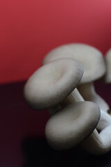Mushroom on Red Background