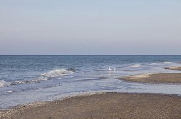Sea Gull Couple At Baltic Sea Beach
