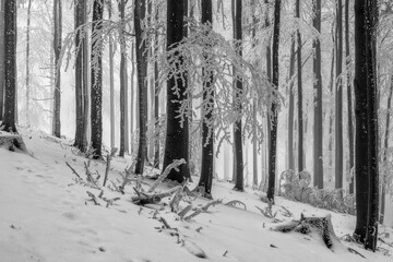 Beech trees trunks