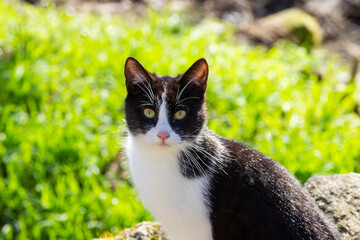 Naklejka na ściany i meble Handsome stray cat walks through a park looking at the camera.