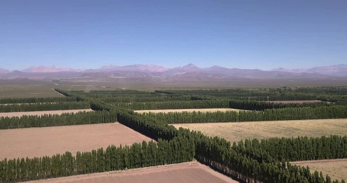 Fields of Mendoza Drone 4K