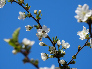 spring bloom, flowers
