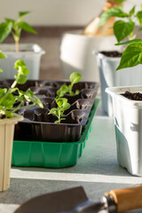 Young petunia flower sprouts growing in plastic pots on sunny day. Spring seedlings. Gardening concept, springtime.