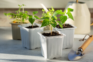 Young pepper seedlings growing in white plastic pots. Paprika sprouts near windowsill on sunny day. Spring seedlings. Gardening concept, springtime.