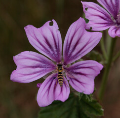 malva
