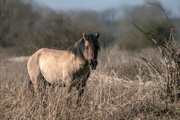  Konik horse  The domestic horse (Equus ferus caballus) in a natural  landscape. Veluwe in the Netherlands. in a natural  landscape. 