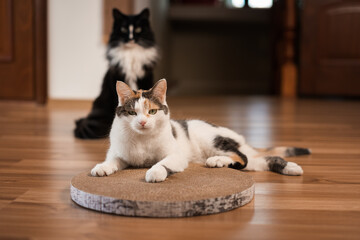 Disgruntled cat lies on a scratching post