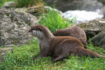 Loutre géante