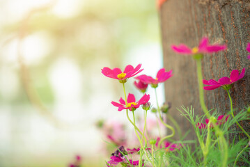Beautiful cosmos flowers blooming in the garden beside with the tree . Pink cosmos spring flowers on a garden background.