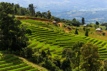 Fototapeta na wymiar Beautiful scenery of green terraced rice fields, hill cultivation at Pa Pong Pieng, Mae Chaem, Chiang Mai, Thailand
