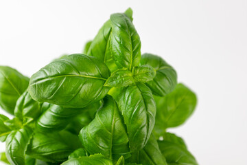 Basil leaves on a white background.