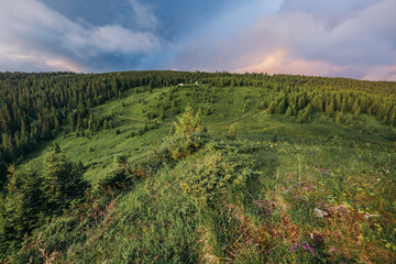 A close up of a hillside next to a forest