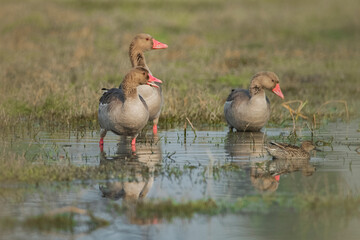 Greylag goose