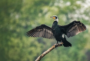 Greater cormorant breeding plumage