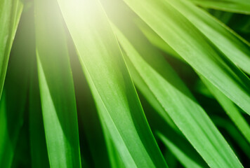 Palm leaf  in tropical forest plants. Nature green horizontal background. Soft focus.