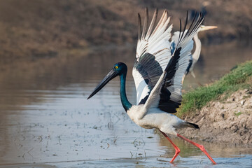 Black-necked stork