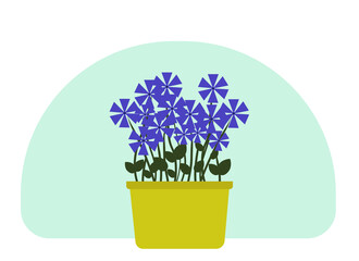 Home plant in a pot. Green leaves and bright flowers