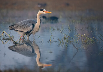 Grey heron