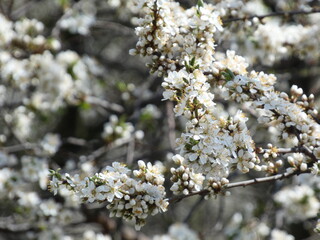 Blossoms