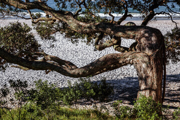 Fototapeta na wymiar Tree growing at right angles on Hahei beach