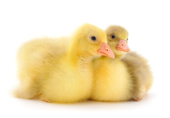 Two little gosling.