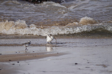 Sandpiper eating a worm