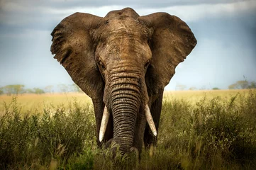 Papier Peint photo Lavable Éléphant Rencontres au Serengeti