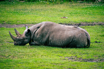 Fototapeta premium rhino in the grass