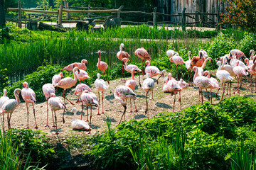 flamingos in a pond