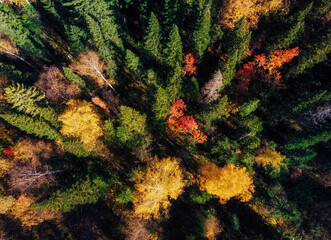 Over the colorful taiga forest in autumn from drone view  Siberia sunny day