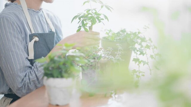 室内で観葉植物の手入れをしている女性
