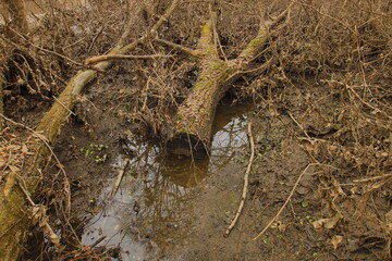 the fallen tree was brought by the river in high water
