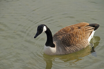 Obraz premium Kanadagans