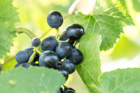 Blaue Weintrauben (Vitis vinifera)