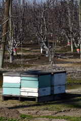 A close up shot of honey bee boxes during pollination