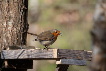 Close-up of an alert Robin standing on wooden table