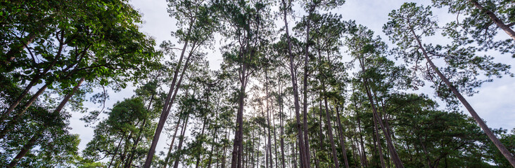 Panorama of Scenic view of very big and tall pine tree with sun light in the forest when looking up.