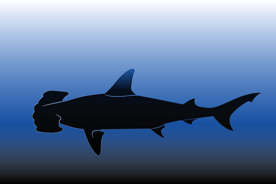 2 199 Best Hammerhead Shark Images Stock Photos Vectors Adobe Stock 2 199 Best Hammerhead Shark Images Stock Photos Vectors Adobe Stock