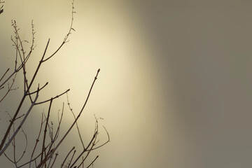 A sun spot and a silhouette of tree branches in spring with shadows on a yellow background. Copy space, beautiful abstract background