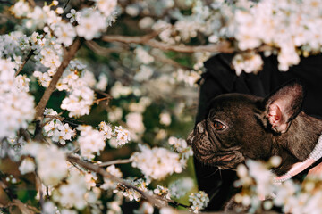 French bulldog dog by blossom in spring