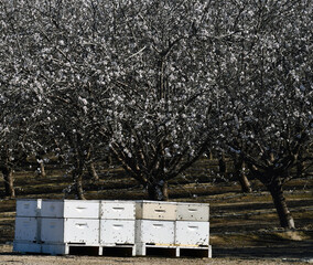 shot of bee boxes during pollination period