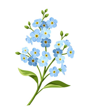 Vector blue forget-me-not flowers isolated on a white background.