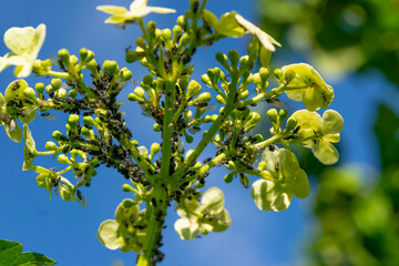 Black aphids on the flowers and leaves of viburnum in spring. Topic plant pests