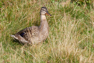 Stockenten im Frühjahr in der Spree bei der Sonnenbad	