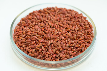 Wheat seeds, cereal seeds with red seed dressing or seed treatment